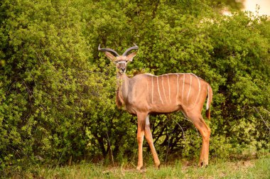 Geyik Moremi Game Reserve (Okavango River Delta), Milli Park, Botsvana kamera görünüyor