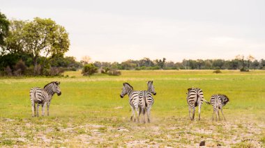 Zebralar Moremi Game Reserve (Okavango River Delta), Milli Park, Botsvana akın