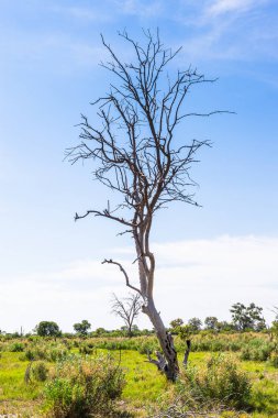 Okavango Deltası'ndaki Ağaç (Okavango Çayırı), Afrika'nın Yedi Doğa Harikasından Biri, Botsvana