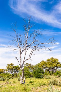 Okavango Deltası'ndaki Ağaç (Okavango Çayırı), Afrika'nın Yedi Doğa Harikasından Biri, Botsvana