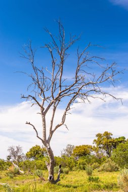 Okavango Deltası'ndaki Ağaç (Okavango Çayırı), Afrika'nın Yedi Doğa Harikasından Biri, Botsvana
