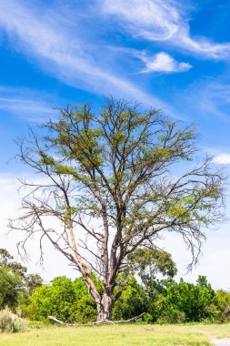 Okavango Deltası'ndaki Ağaç (Okavango Çayırı), Afrika'nın Yedi Doğa Harikasından Biri, Botsvana
