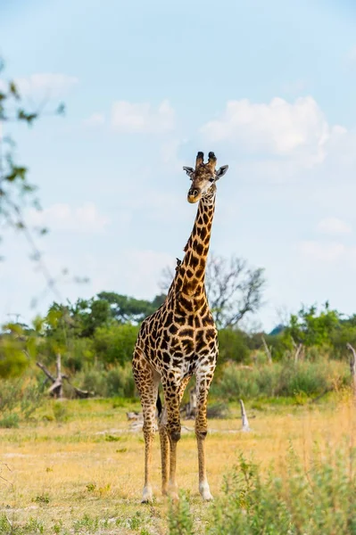 Retrato Jirafa Reserva Caza Moremi Delta Del Río Okavango Parque —  Fotos de Stock