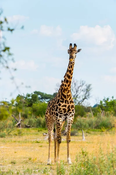 长颈鹿肖像在莫里米野生动物保护区 奥卡万戈河三角洲 国家公园 博茨瓦纳 — 图库照片