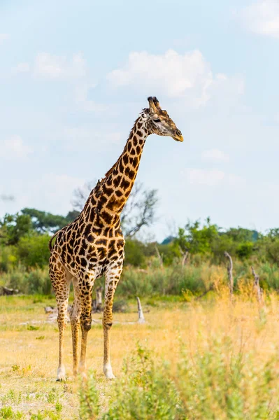 Retrato Jirafa Reserva Caza Moremi Delta Del Río Okavango Parque — Foto de Stock