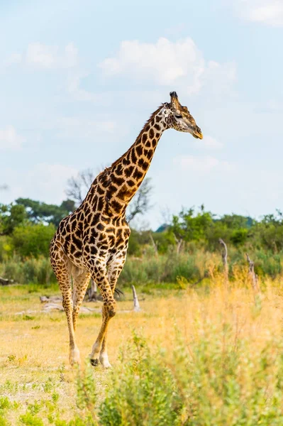 长颈鹿肖像在莫里米野生动物保护区 奥卡万戈河三角洲 国家公园 博茨瓦纳 — 图库照片