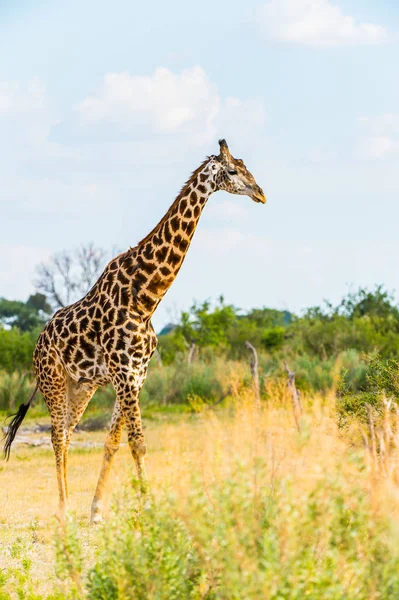 Retrato Jirafa Reserva Caza Moremi Delta Del Río Okavango Parque —  Fotos de Stock