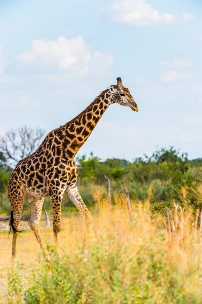 Portrait Girafe Dans Réserve Naturelle Moremi Delta Rivière Okavango Parc — Photo