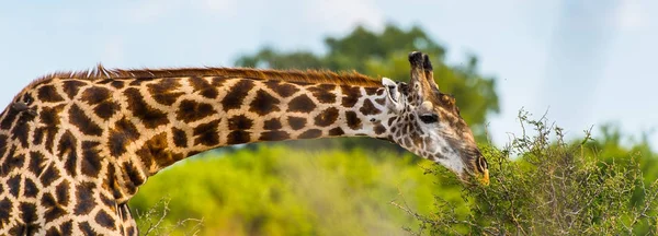 Giraffenporträt Moremi Wildreservat Okavango Delta Nationalpark Botswana — Stockfoto