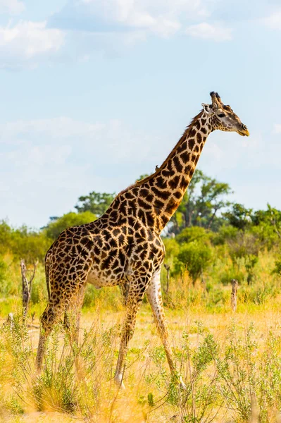 Retrato Jirafa Reserva Caza Moremi Delta Del Río Okavango Parque —  Fotos de Stock