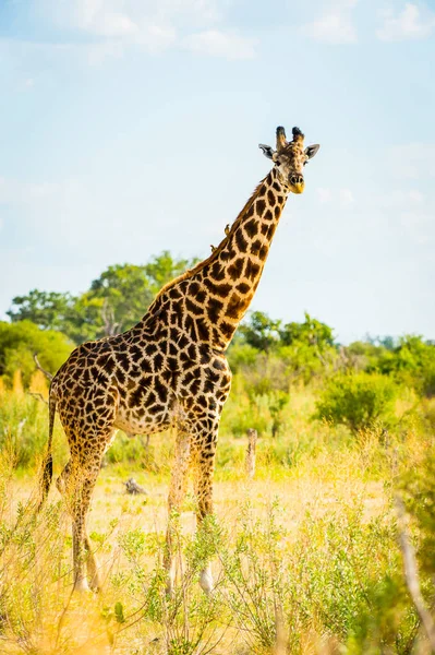 Retrato Jirafa Reserva Caza Moremi Delta Del Río Okavango Parque —  Fotos de Stock