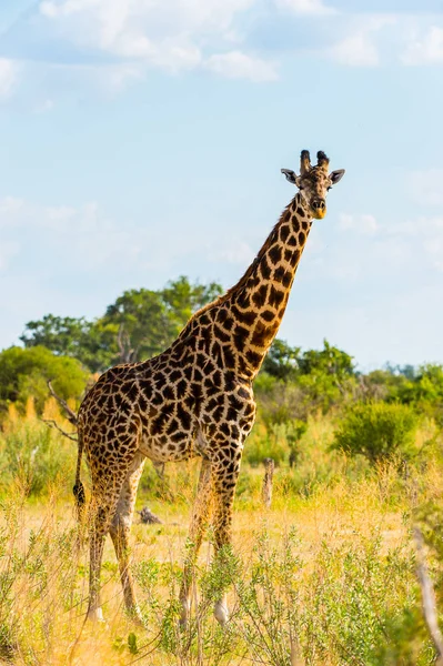 Portrait Girafe Dans Réserve Naturelle Moremi Delta Rivière Okavango Parc — Photo