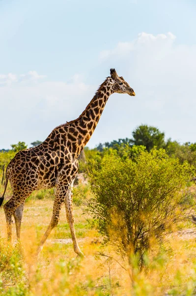 Mooie Giraffe Het Moremi Game Reserve Okavango River Delta Nationaal — Stockfoto