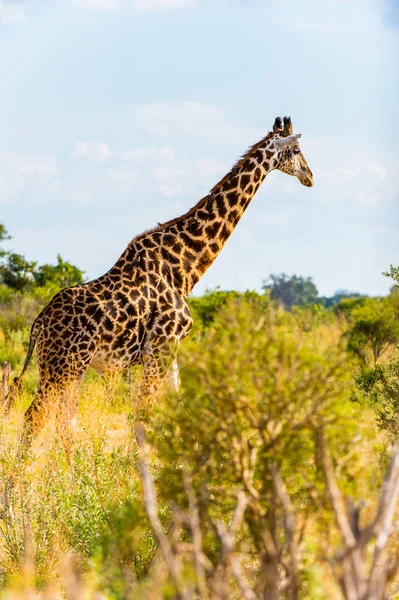 Linda Girafa Reserva Moremi Delta Rio Okavango Parque Nacional Botsuana — Fotografia de Stock