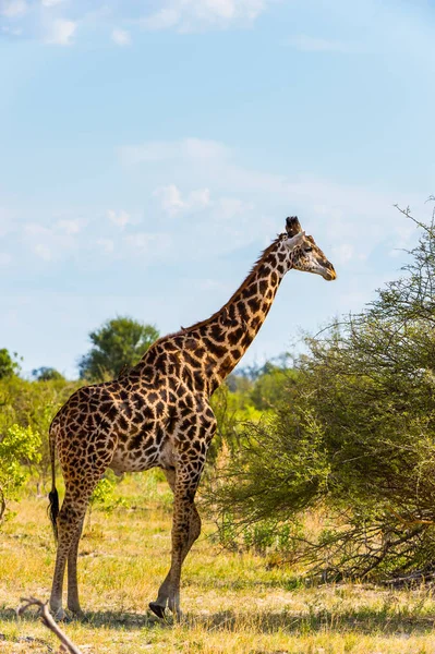 Hermosa Jirafa Reserva Caza Moremi Delta Del Río Okavango Parque —  Fotos de Stock