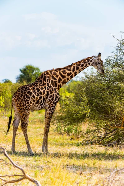 Beautiful Giraffe in the Moremi Game Reserve (Okavango River Delta), National Park, Botswana