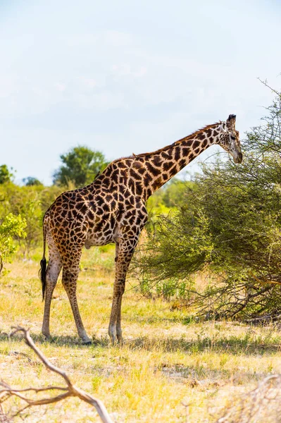 美丽的长颈鹿在莫里米野生动物保护区 奥卡万戈河三角洲 国家公园 博茨瓦纳 — 图库照片