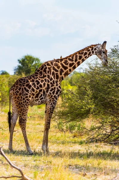 Beautiful Giraffe in the Moremi Game Reserve (Okavango River Delta), National Park, Botswana