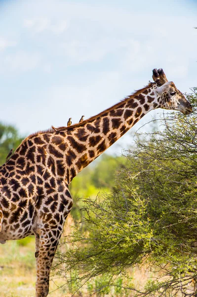 Beautiful Giraffe Moremi Game Reserve Okavango River Delta National Park — Stock Photo, Image