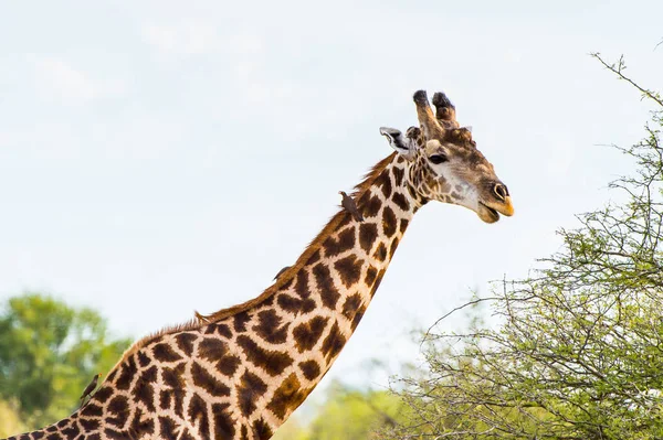 Belle Girafe Dans Réserve Naturelle Moremi Delta Rivière Okavango Parc — Photo