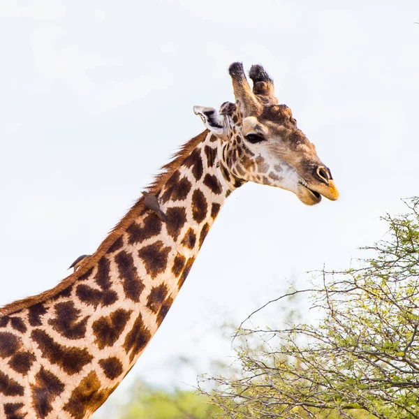 Belle Girafe Dans Réserve Naturelle Moremi Delta Rivière Okavango Parc — Photo