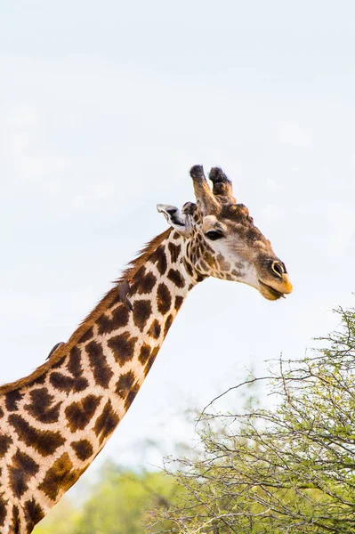 Beautiful Giraffe in the Moremi Game Reserve (Okavango River Delta), National Park, Botswana
