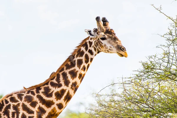 Belle Girafe Dans Réserve Naturelle Moremi Delta Rivière Okavango Parc — Photo