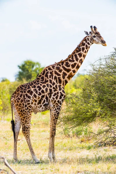 Gyönyörű Zsiráf Moremi Game Reserve Okavango Folyó Delta Nemzeti Park — Stock Fotó