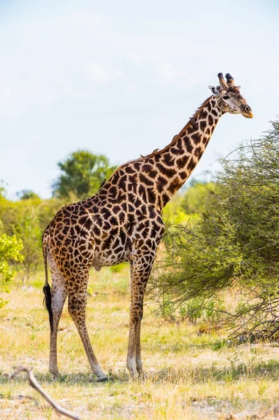 Piękna Żyrafa Rezerwacie Moremi Delta Rzeki Okavango Park Narodowy Botswana — Zdjęcie stockowe