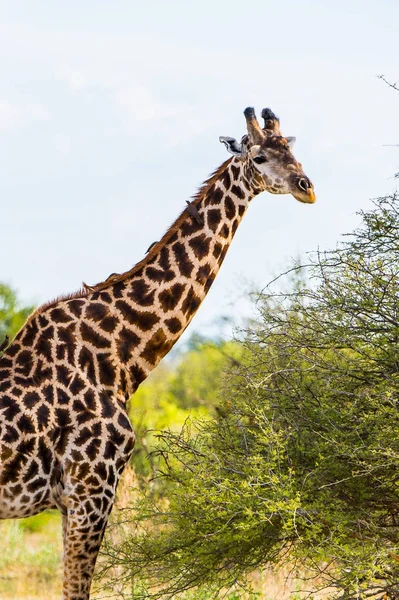 Belle Girafe Dans Réserve Naturelle Moremi Delta Rivière Okavango Parc — Photo