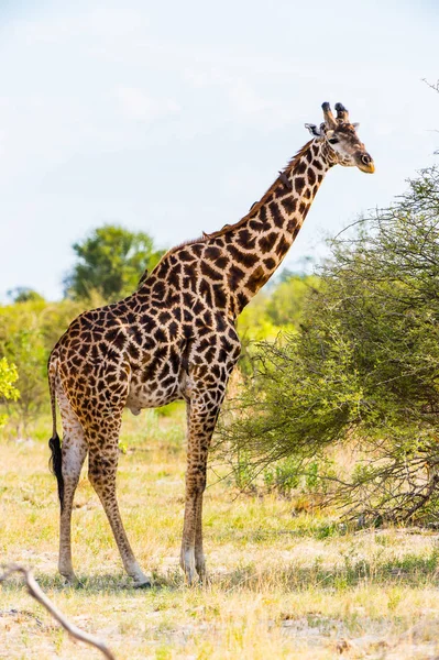 Linda Girafa Reserva Moremi Delta Rio Okavango Parque Nacional Botsuana — Fotografia de Stock