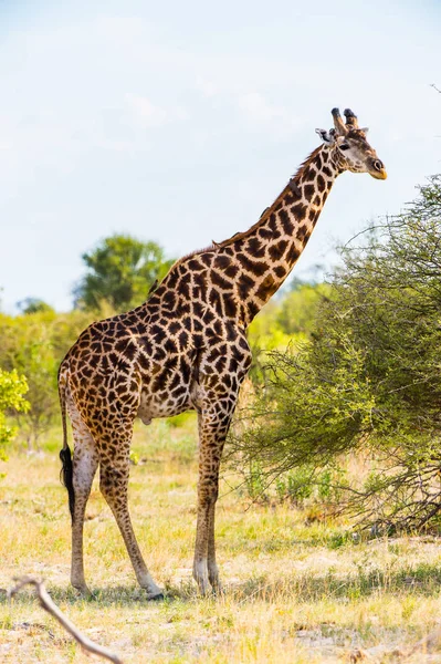 美丽的长颈鹿在莫里米野生动物保护区 奥卡万戈河三角洲 国家公园 博茨瓦纳 — 图库照片