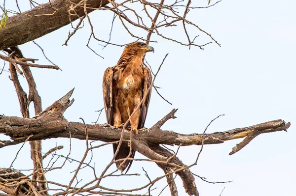 Falcon Ett Träd Moremi Game Reserve Okavango River Delta National — Stockfoto