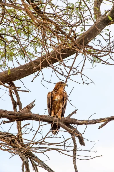 Halcón Árbol Reserva Caza Moremi Delta Del Río Okavango Parque — Foto de Stock