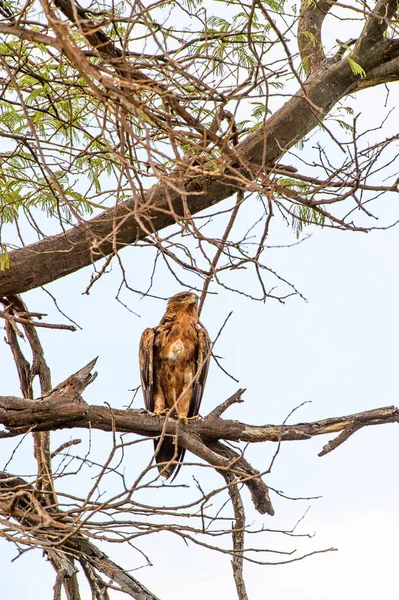 Falcão Uma Árvore Reserva Jogos Moremi Delta Rio Okavango Parque — Fotografia de Stock