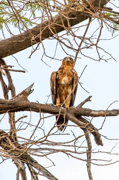 Faucon Sur Arbre Réserve Chasse Moremi Delta Rivière Okavango Parc — Photo