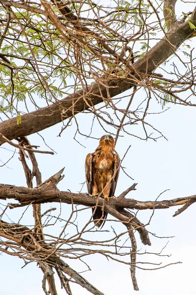 Moremi Game Reserve (Okavango Nehri Deltası), Milli Park, Botsvana'da bir ağaçüzerinde şahin