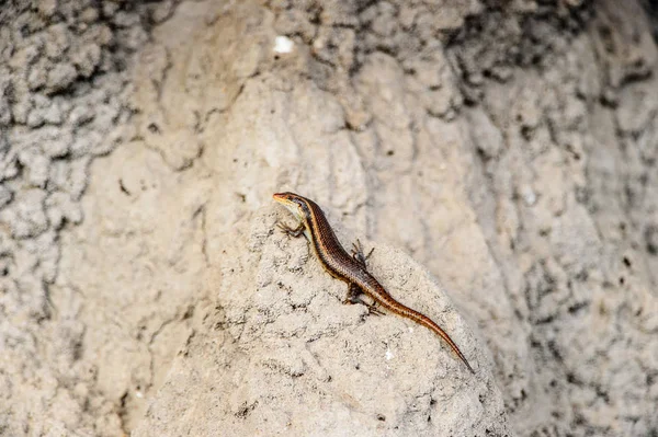 모레미 리저브 오카방고 삼각주 보츠와나에서 도마뱀 — 스톡 사진