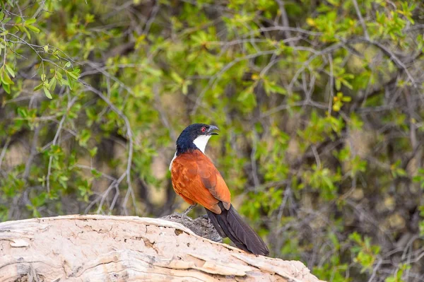 Pequeño Pájaro Reserva Caza Moremi Delta Del Río Okavango Parque — Foto de Stock