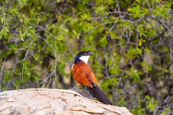 Птица Заповеднике Мореми Дельта Реки Окаванго Национальный Парк Ботсвана — стоковое фото