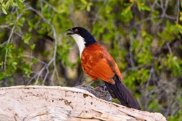 Uccellino Presso Riserva Naturale Moremi Delta Del Fiume Okavango Parco — Foto Stock