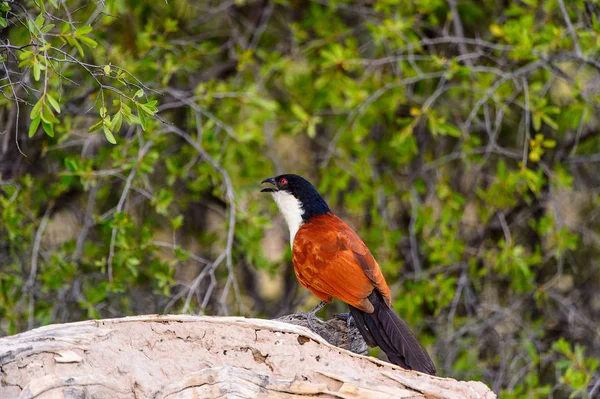 Pequeño Pájaro Reserva Caza Moremi Delta Del Río Okavango Parque — Foto de Stock