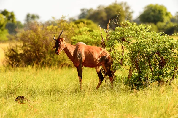 Moremi Game Reserve Okavango Nehri Deltası Milli Park Botsvana Çimenler — Stok fotoğraf