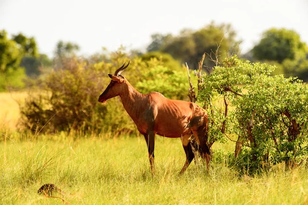 Antilope Sur Herbe Dans Réserve Chasse Moremi Delta Rivière Okavango — Photo