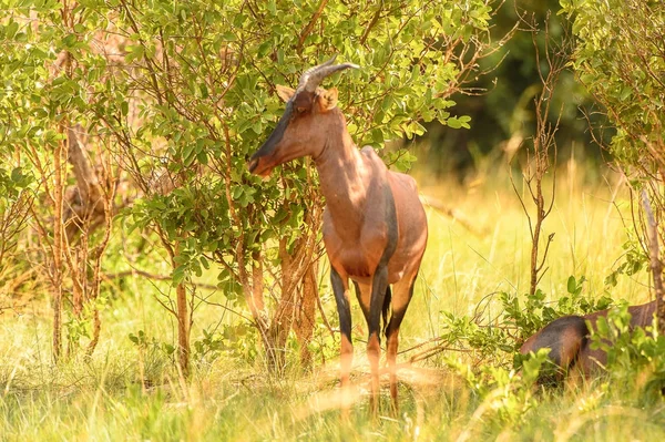Antelope Sull Erba Nella Riserva Naturale Moremi Delta Del Fiume — Foto Stock