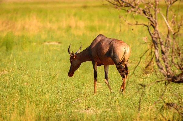 Antílope Sobre Hierba Reserva Caza Moremi Delta Del Río Okavango — Foto de Stock