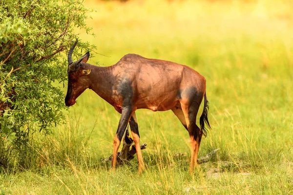 Antilope Sur Herbe Dans Réserve Chasse Moremi Delta Rivière Okavango — Photo