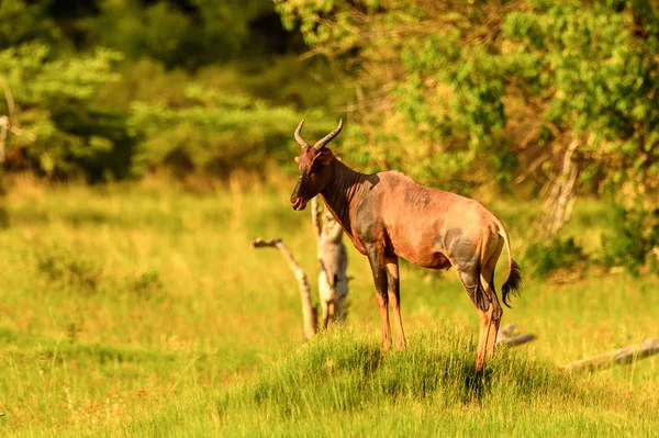 Antílope Sobre Hierba Reserva Caza Moremi Delta Del Río Okavango — Foto de Stock