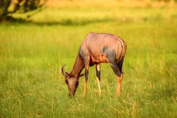 Antilope Sur Herbe Dans Réserve Chasse Moremi Delta Rivière Okavango — Photo