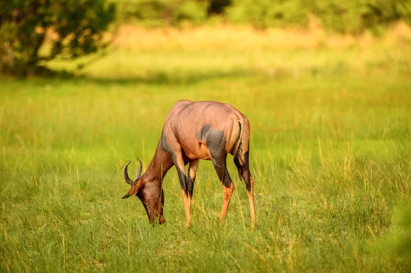 Antílope Sobre Hierba Reserva Caza Moremi Delta Del Río Okavango —  Fotos de Stock